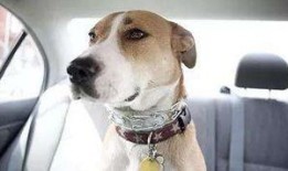 大狗最新爆料新闻报道,揭秘最新热点事件内幕